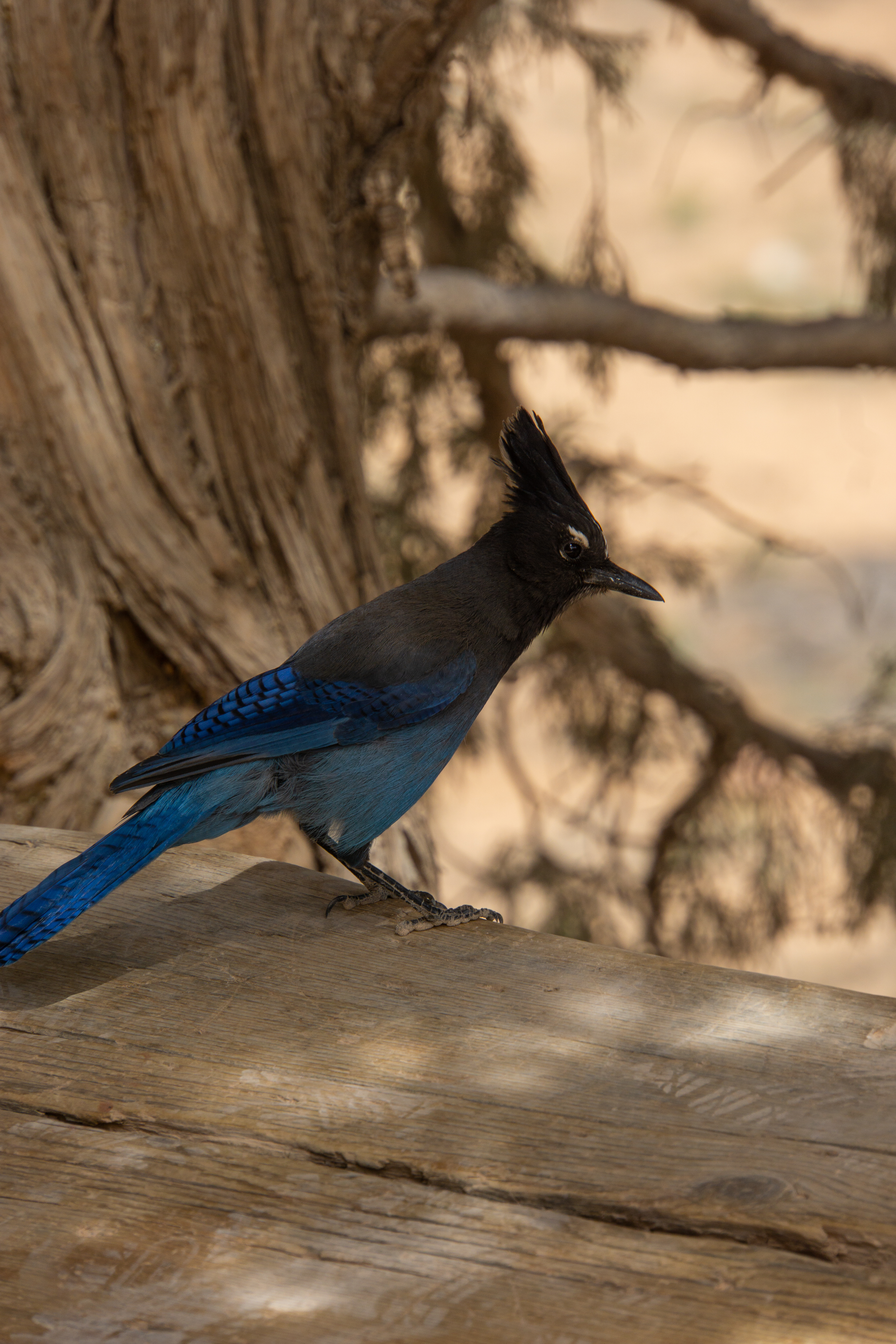 US National Parks 2022 17